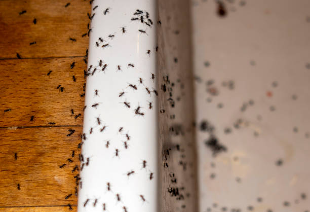 Insect Control in Manti, UT
