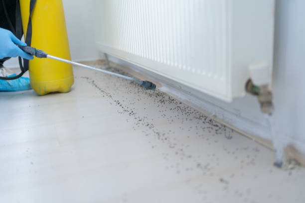 Best Wasp Removal Services  in Manti, UT