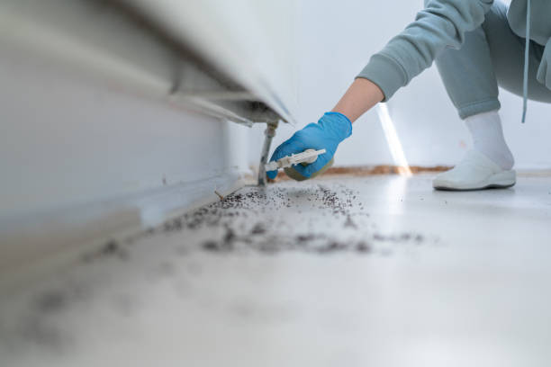 Insect Control in Manti, UT